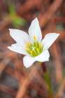 Rain lilies are one of the first flowers to emerge after a forest fire Art Print